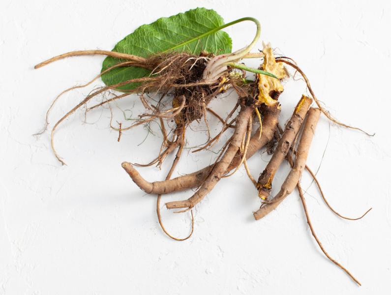 Yellow dock root