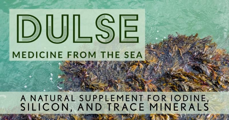 Dulse: Medicine from the Sea: A natural supplement for iodine, silicon, and trace minerals
