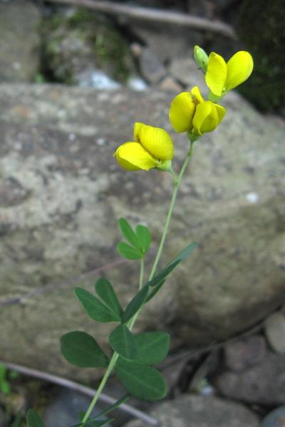 Baptisia tinctoria