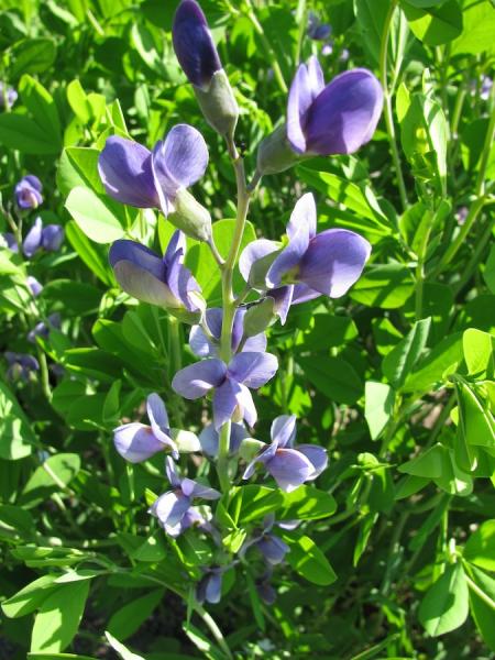 Baptisia australis