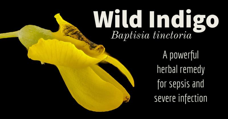 Wild Indigo or Baptisia: A Powerful Herbal Remedy for Sepsis and Severe Infection