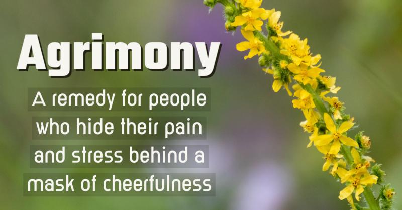 The Cheshire Cat Remedy: Agrimony: A remedy for people who hide their pain and stress behind a mask of cheerfulness