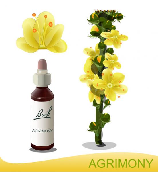 Agrimony flower essence