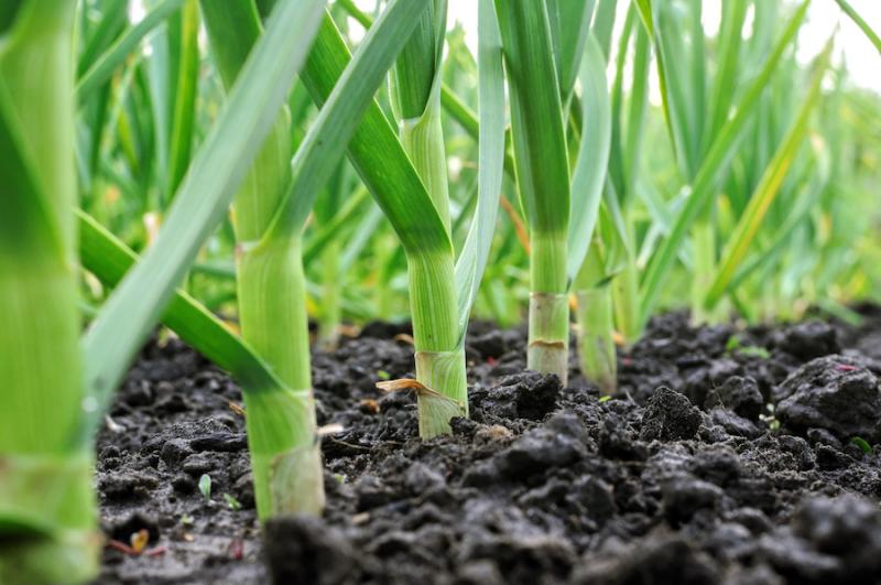 Garlic Shoots