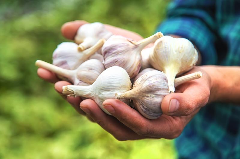 Handfuls of Garlic