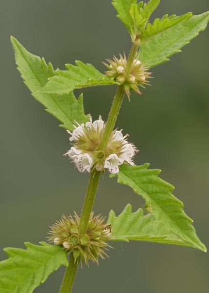 Gypsywort