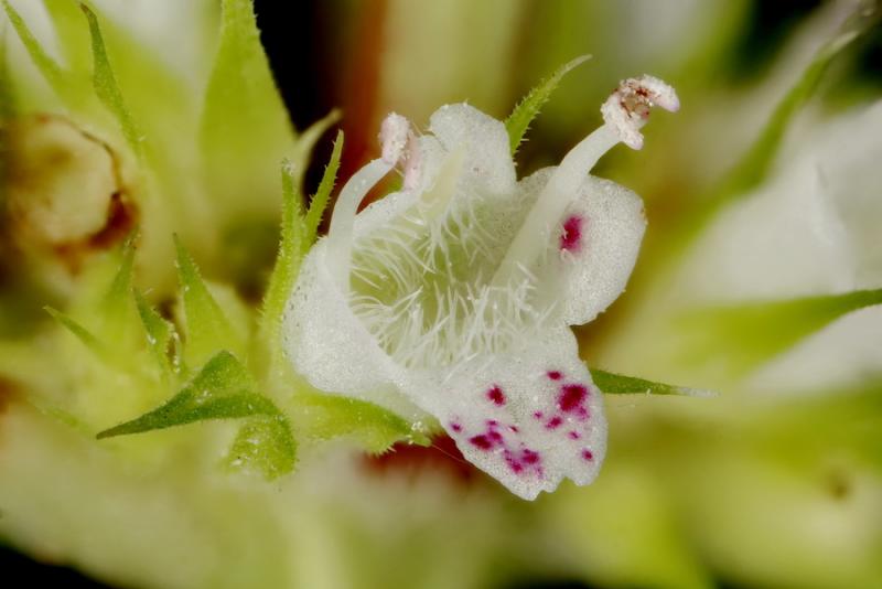 Lycopus europaeus flower closeup