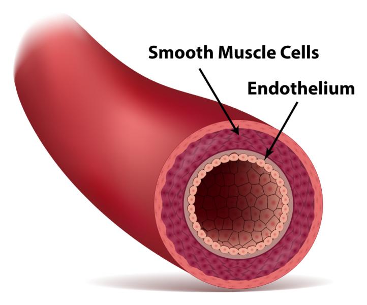 endothelium cross section