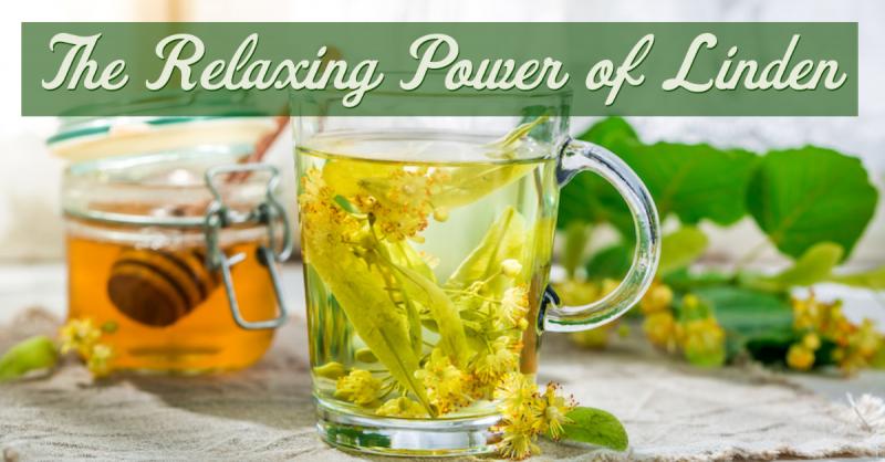 The Relaxing Power of Linden: Linden is a remedy for hypertension, anxiety, muscle tension, and more
