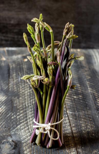 Butcher's broom shoots