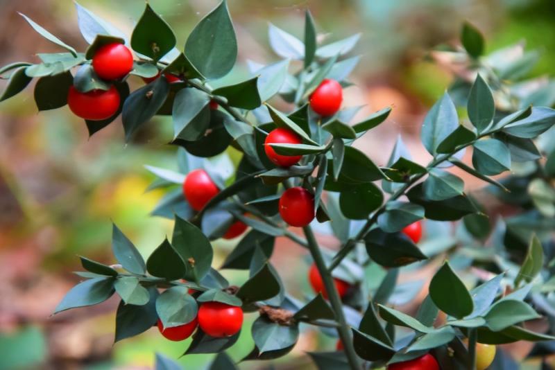 Butcher's broom leaves and berries