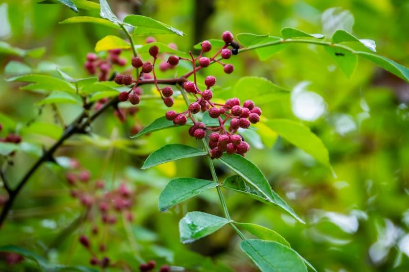 Plickly ash leaves and berries