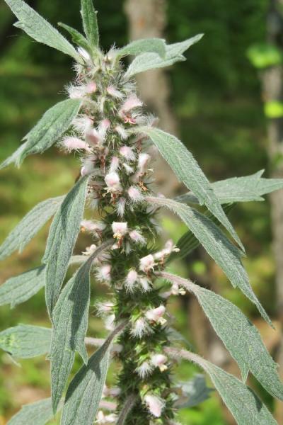 Motherwort flowers