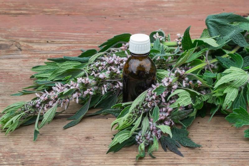Motherwort leaves and flowers