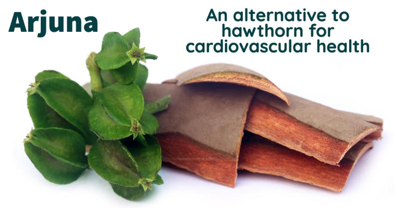 Arjuna: An alternative to hawthorn for cardiovascular health