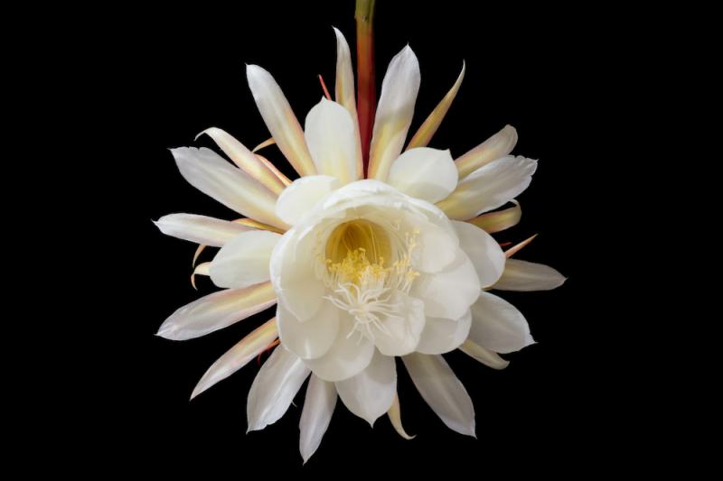 Night Blooming Cereus Flower