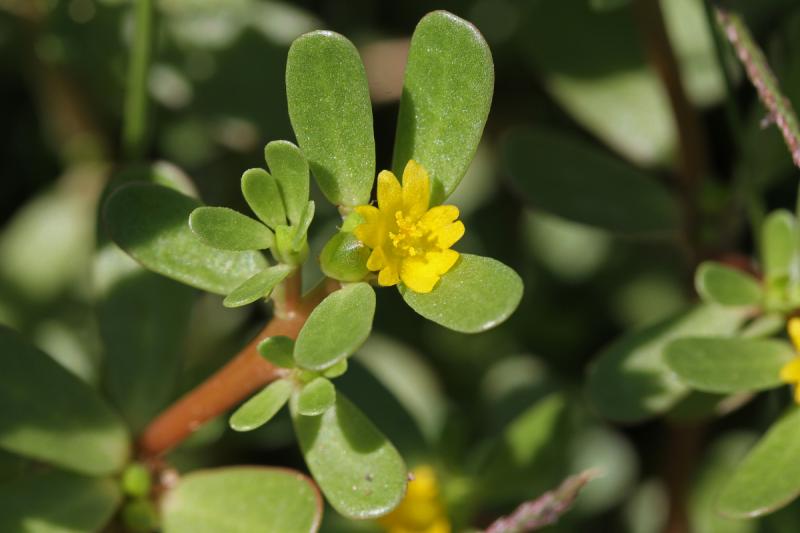 Purslane flower and leaves