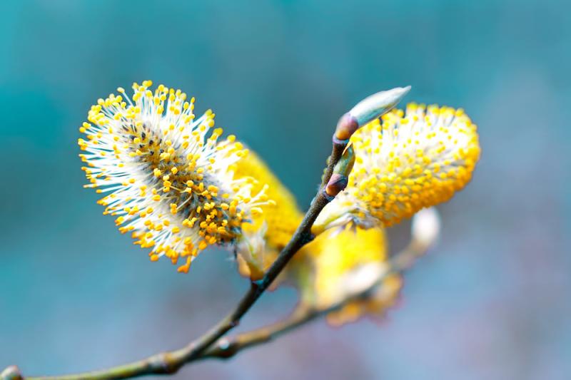 pussy willow flowers