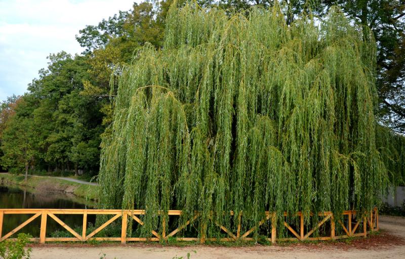 Willow tree