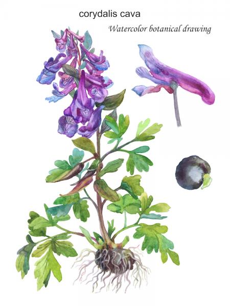 Corydalis cava illustration