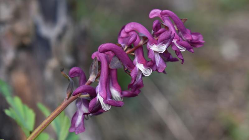 Corydalis flowers