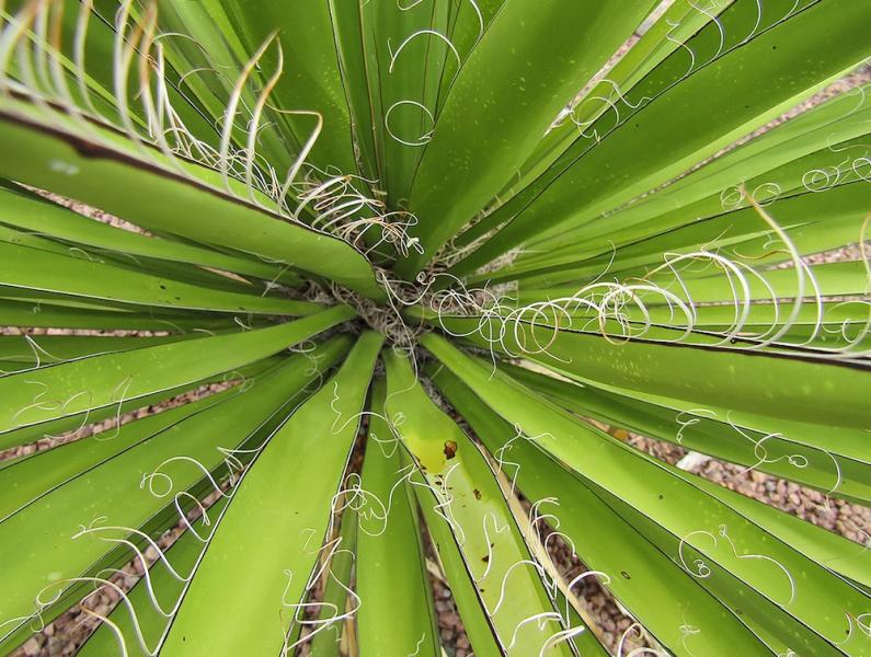 Yucca leaves