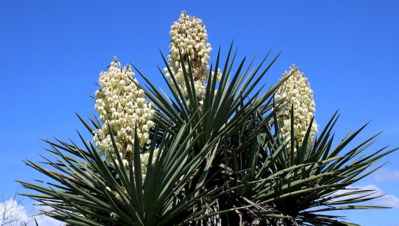 Yucca leaves and flowers
