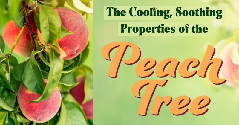 The Cooling, Soothing Peach Tree: Peach leaves, twigs, and kernels are a valuable remedy for irritated, overexcited tissues