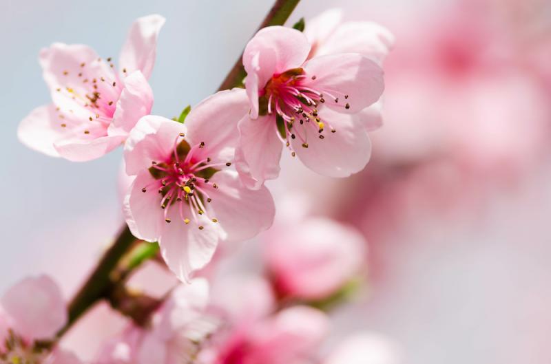 Peach blossoms