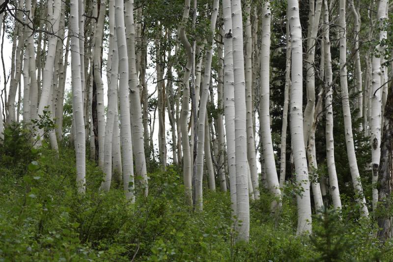 Aspen trunks