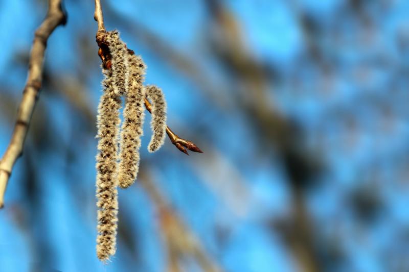 Quaking aspen flowers