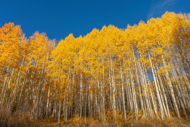 Quaking aspen in the fall