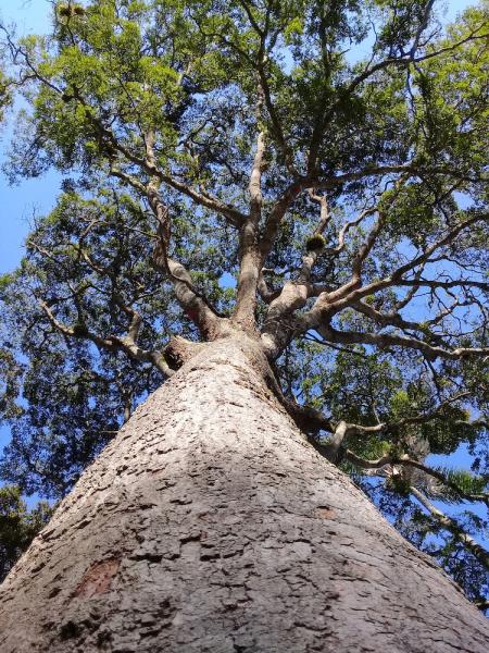 Copaiba tree