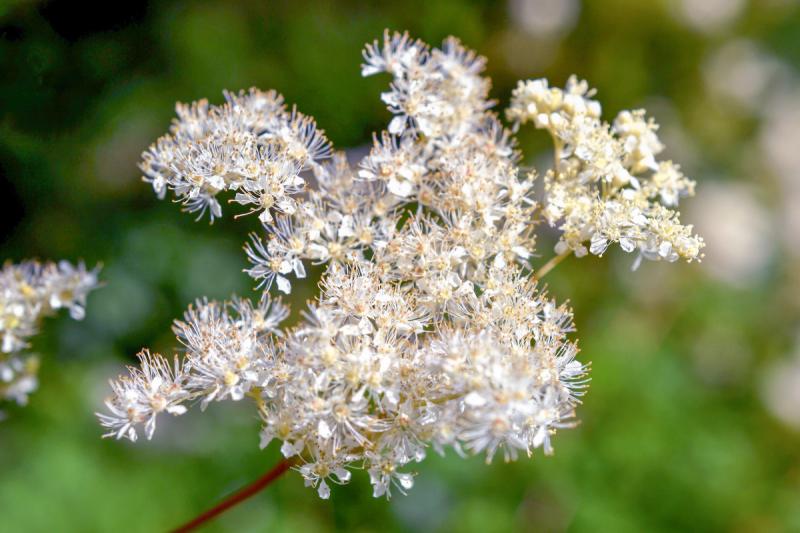 Meadowsweet flowers