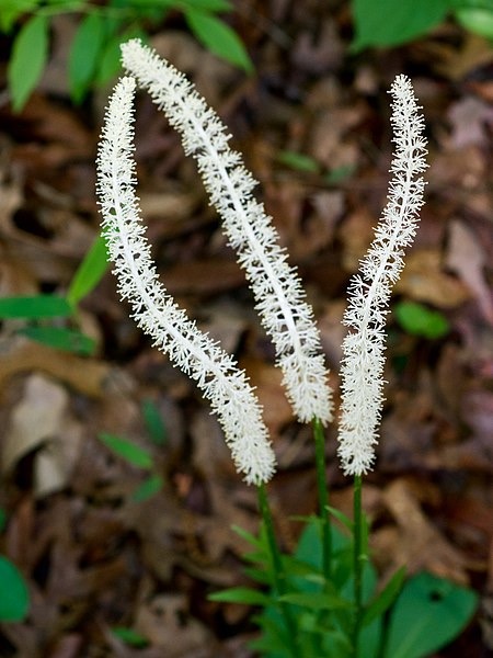 False unicorn flowers spikes by Eric Hunt, CC BY-SA 4.0 , via Wikimedia Commons