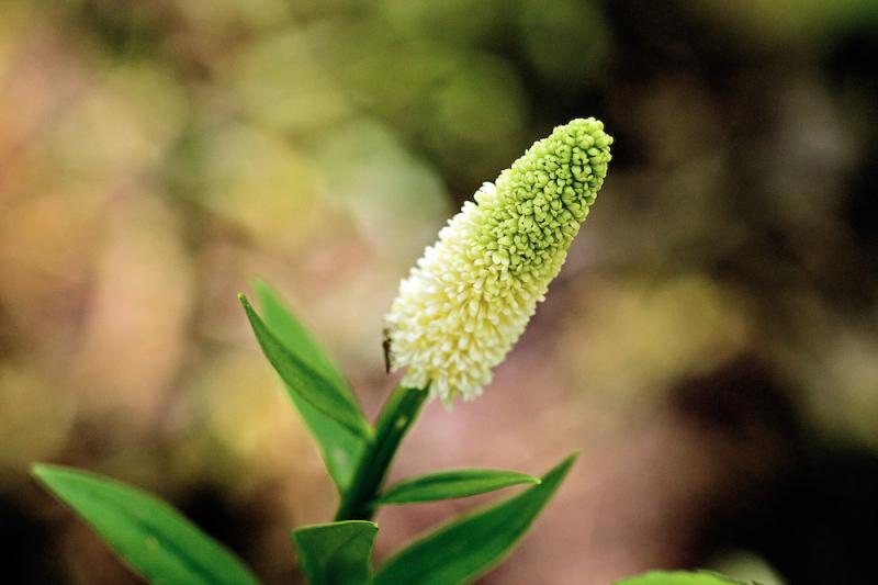 False unicorn flower by Tom Potterfield (https://www.flickr.com/photos/tgpotterfield/6603163037)