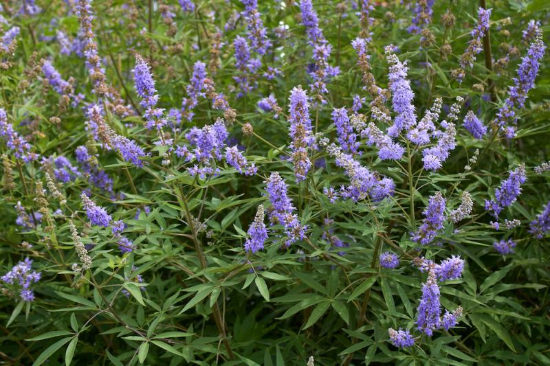 Chaste Tree (Vitex)