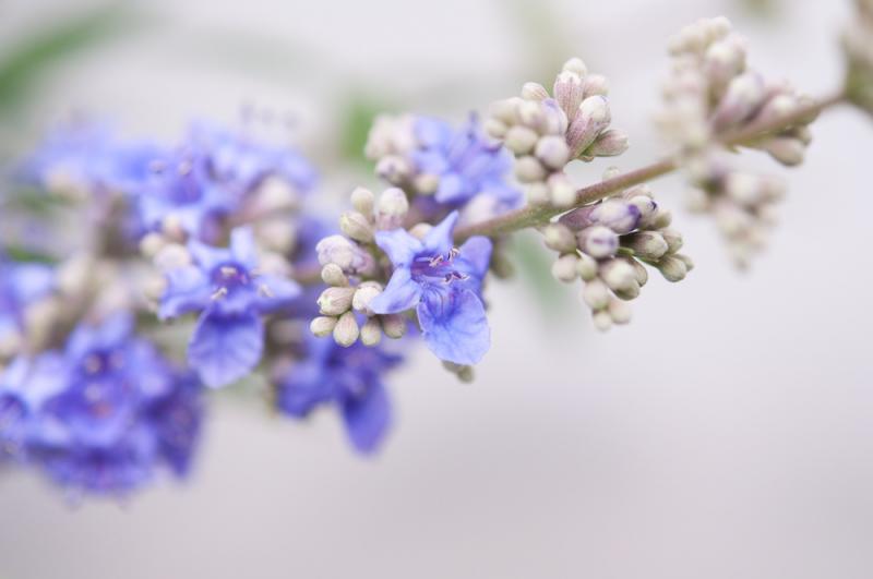 Chaste Tree Flowers