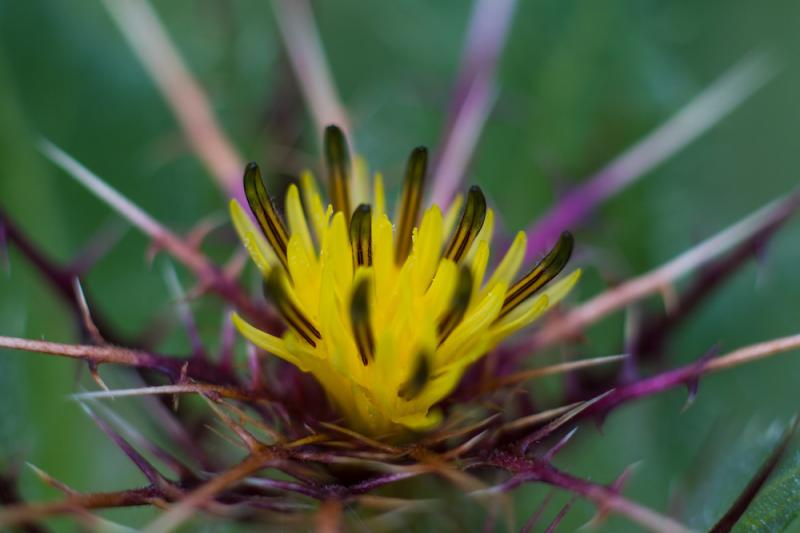 Blessed holy thistle flower