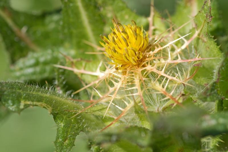 Blessed thistle flower