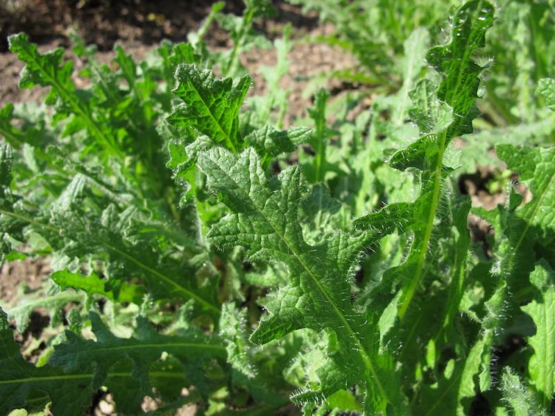 Blessed thistle leaves