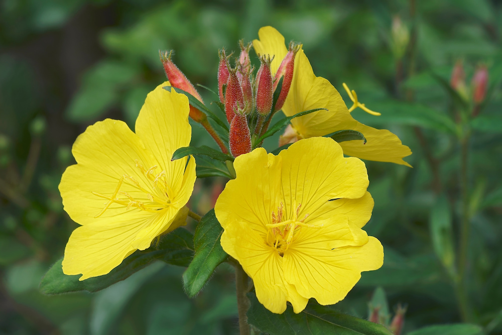 The Healing Properties of Evening Primrose Article