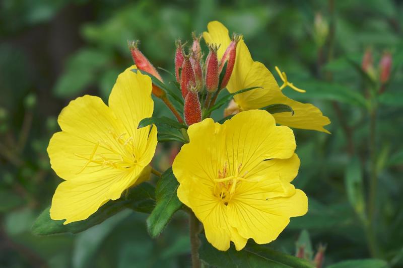 Common Evening Primrose