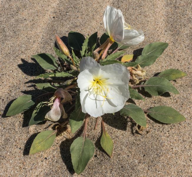 Dune Primrose  (O. deltoides)