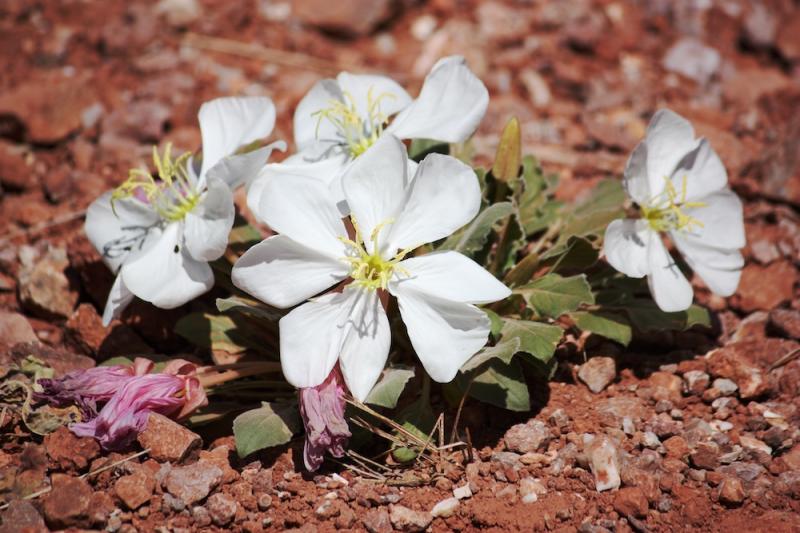 Oenothera caspitosa