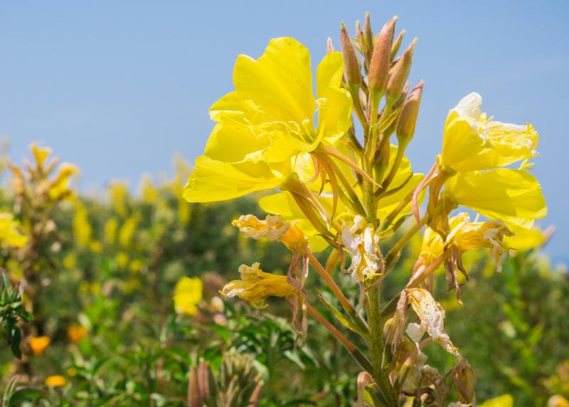 Evening primrose (Oenothera elata)