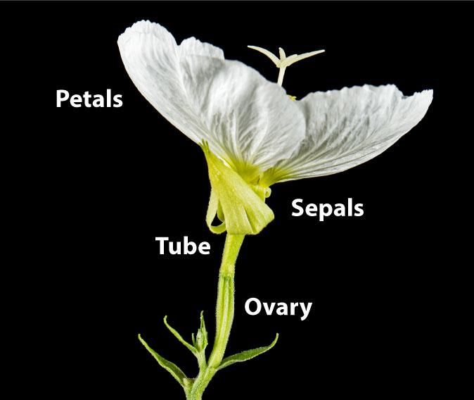 Oenothera flower parts labeled