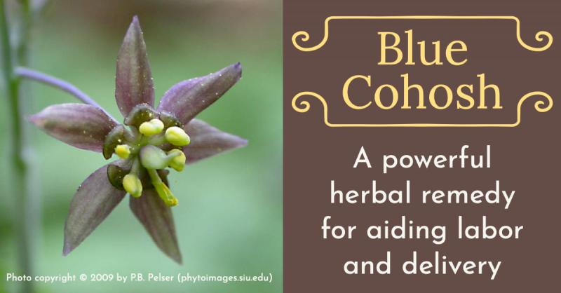 Blue Cohosh (Photo © 2009 by P.B. Pelser, phytoimages.siu.edu)