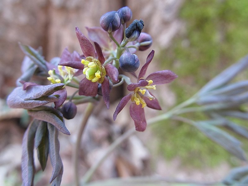 Blue cohosh flowers, Cbaile19, CC0, via Wikimedia Commons