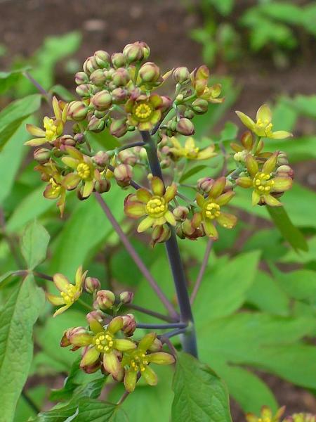 Yellow blue cohosh flowers, H. Zell, CC BY-SA 3.0 , via Wikimedia Commons
